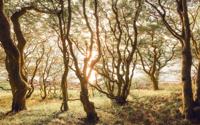 Komar Infinity 2 Fotobehang Bold Birch - IFSH4-074