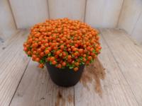 3 stuks! Kamerplant Koraalmos - Warentuin natuurlijk