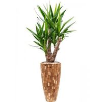 Plant in Pot Yucca Elephantipes 180 cm kamerplant in Baq Facets Jenga 35 cm bloempot - thumbnail