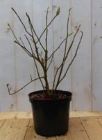 Beverboom Magnolia Soulangeana Tulpenboom 70 cm Warentuin Natuurlijk - Warentuin natuurlijk