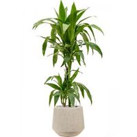 Plant in Pot Dracaena Fragrans Janet Craig 115 cm kamerplant in Baq Raindrop 30 cm bloempot - thumbnail