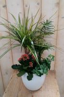 Bont plantenbakje binnen - Warentuin natuurlijk