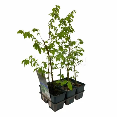 Haagbeuk - Carpinus betulus 6-pack