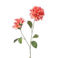 Rhododendron spray - thumbnail