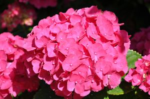 Hortensia