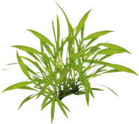 AquaVitaal Easy Grow Helanthium Tenellum