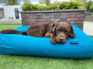 Dog's Companion® Hondenbed Petrol Superlarge