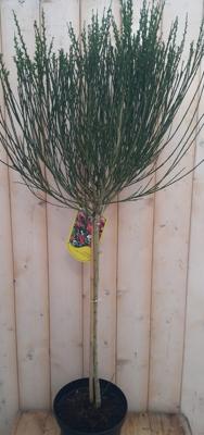 Brem Geel op stam 100 cm Cytisus Warentuin Natuurlijk - Warentuin natuurlijk