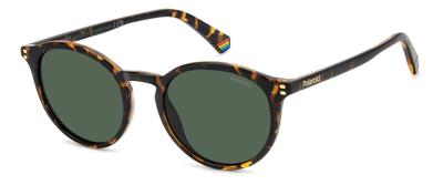 PLD6233 Zon Havanna