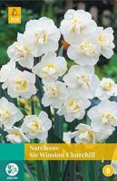 Narcissus Sir Winston Churchill 4 bollen - Jub