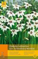 Gladiolus callianthus 15st bloembol zomer Gladiool JUB - Jub