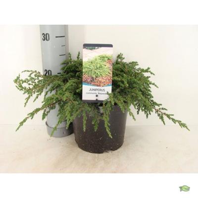 Juniperus communis repanda 30 cm - Warentuin natuurlijk