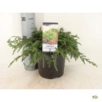 Juniperus communis repanda 30 cm - Warentuin natuurlijk Juniperus communis repanda 30 cm - Warentuin natuurlijk