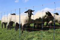 AKO schapennettitan premium 108cmx50m dubbel pen bloranje