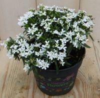 Scheefbloem wit - Warentuin natuurlijk