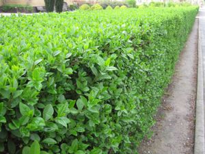Ligustrum ovalifolium (ligusterhaag) 175 - 200 cm