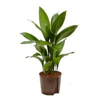 Aspidistra elatior L hydrocultuur plant