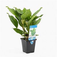 Anubias heterophylla - aquarium plant - thumbnail