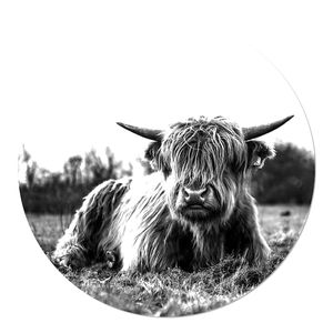 Tuincirkel Schotse Hooglander Liggend in het Gras Z/W 100