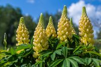 Lupine - thumbnail