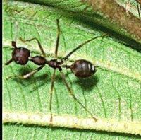 Ant (mier) Ant (mier)