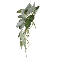 Philodendron Birkin hanger 65cm