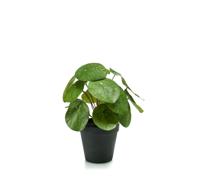 Pilea bush 22 cm/17lvs in black pot Emerald - Emerald
