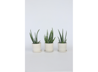 Set van 3 Aloë Vera planten