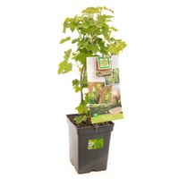 Witte aalbes Ribes r. White Pearl struik 60 cm