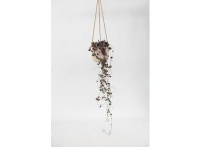Ceropegia Woodii 'Chinees lantaarnplantje