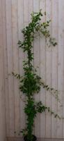 Toscaanse Jasmijn 200 cm - Warentuin natuurlijk