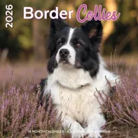 Border Collie Kalender 2026