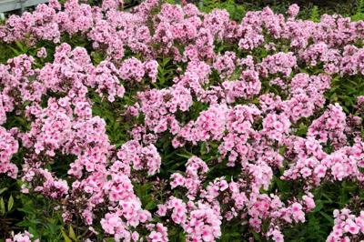 Phlox P Bright Eyes Samplant - Samplant