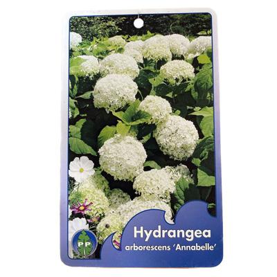 Hortensia Arborescens Annabelle - Warentuin natuurlijk