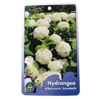 Hortensia Arborescens Annabelle - Warentuin natuurlijk