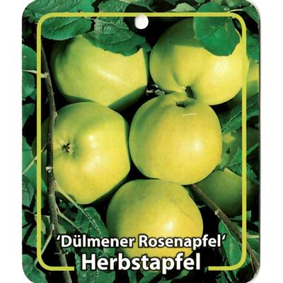 Malus Domestica Dulmener Rosenapfel - Oosterik home