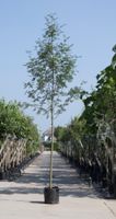 Lijsterbes Sorbus aucuparia h 450 cm st. omtrek 16 cm - Warentuin Natuurlijk - thumbnail