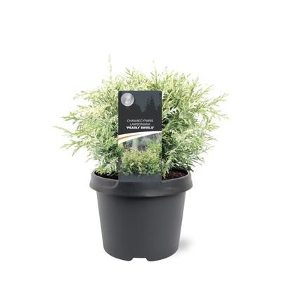 Chamaecyparis law. Pearly Swirls 25-30 cm Conifeer - Warentuin natuurlijk