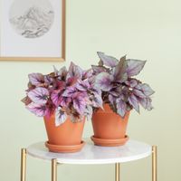 Begonia Beleaf Duo - P12