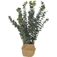 Kunst eucalyptus plant - in rieten mand - 50 cm - voor binnen - kunstplant