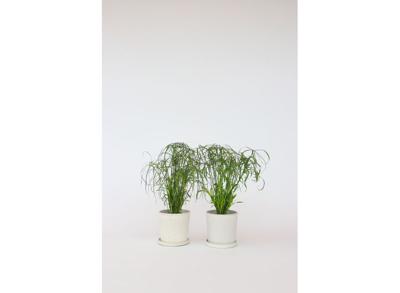 2 Cyperus 'Paraplu' planten
