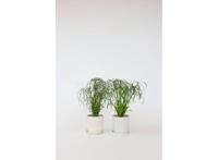 2 Cyperus 'Paraplu' planten