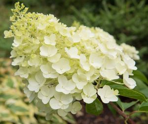 Pluimhortensia