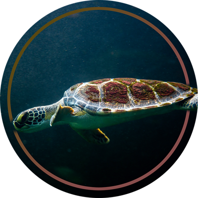 Vinyl tapijt zwemmende schildpad