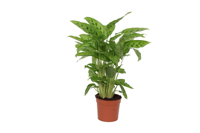 Calathea Leopardina - 35 cm - Ø12cm Calathea Leopardina - 35 cm - Ø12cm