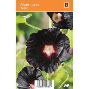 Stokroos (alcea rosea "Nigra") zomerbloeier - 12 stuks