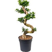 Ficus microcarpa compacta bonsai M kamerplant - thumbnail