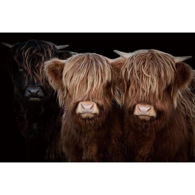 Glasschilderij Hooglander Broertjes