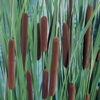 Grote lisdodde (Typha latifolia) moerasplant - 6 stuks