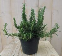 Rozemarijn - Warentuin natuurlijk